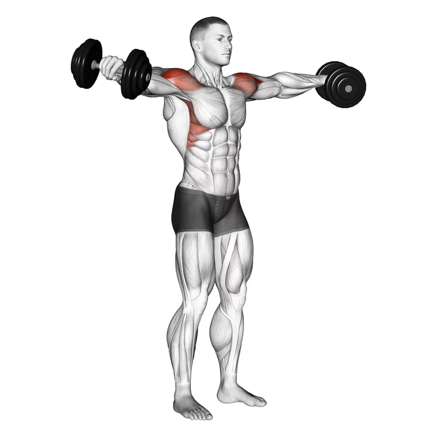 ท่า Dumbbell Lateral Raises กระตุ้นกล้ามเนื้อหัวไหล่ด้านข้าง (Medial Deltoid) ซึ่งจะช่วยพัฒนาความกว้างและรูปร่างของไหล่