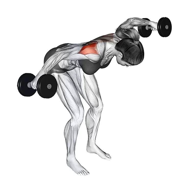 ท่า Dumbbell Front Raises จะฝึกกล้ามเนื้อหัวไหล่ส่วนหน้าเป็นหลัก (Anterior Deltoids) ช่วยพัฒนาความแข็งแรงและขนาดของหัวไหล่